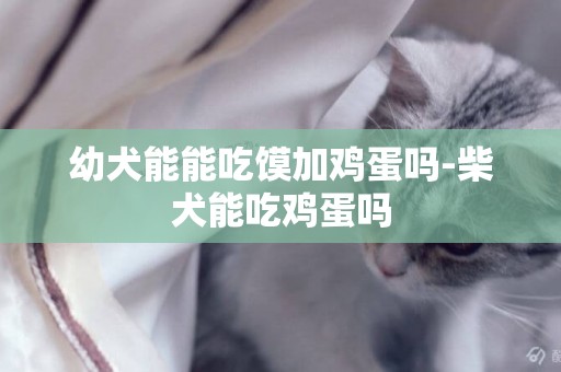幼犬能能吃饃加雞蛋嗎-柴犬能吃雞蛋嗎