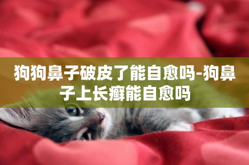 狗狗鼻子破皮了能自愈嗎-狗鼻子上長癬能自愈嗎