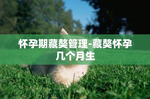 懷孕期藏獒管理-藏獒懷孕幾個月生