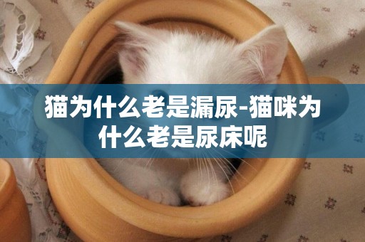 貓為什么老是漏尿-貓咪為什么老是尿床呢