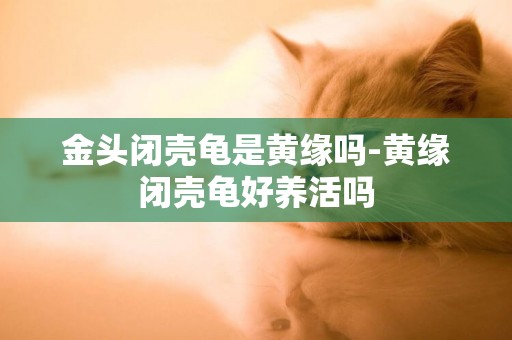 金頭閉殼龜是黃緣嗎-黃緣閉殼龜好養活嗎