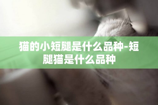 貓的小短腿是什么品種-短腿貓是什么品種