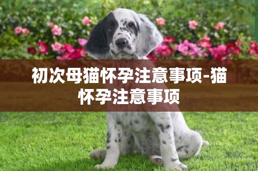 初次母貓懷孕注意事項-貓懷孕注意事項