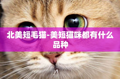 北美短毛貓-美短貓咪都有什么品種