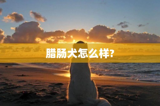 臘腸犬怎么樣?
