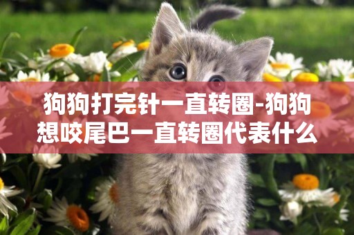 狗狗打完針一直轉圈-狗狗想咬尾巴一直轉圈代表什么