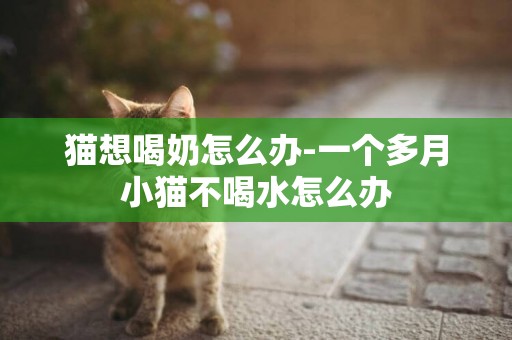 貓想喝奶怎么辦-一個多月小貓不喝水怎么辦