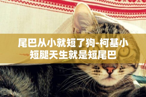 尾巴從小就短了狗-柯基小短腿天生就是短尾巴