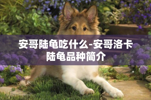 安哥陸龜吃什么-安哥洛卡陸龜品種簡介