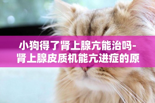 小狗得了腎上腺亢能治嗎-腎上腺皮質機能亢進癥的原因、癥狀、診斷、治療