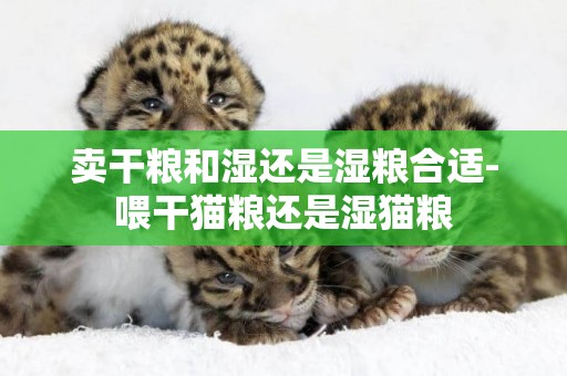 賣干糧和濕還是濕糧合適-喂干貓糧還是濕貓糧