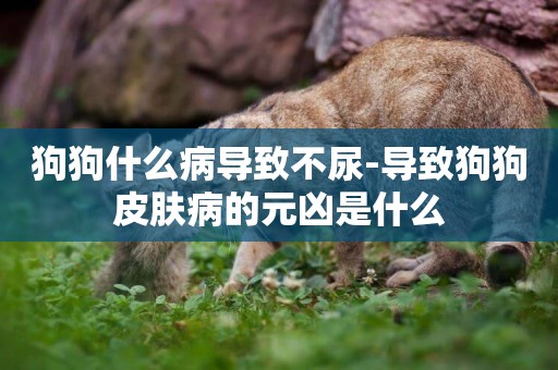狗狗什么病導致不尿-導致狗狗皮膚病的元兇是什么