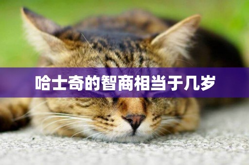 哈士奇的智商相當于幾歲