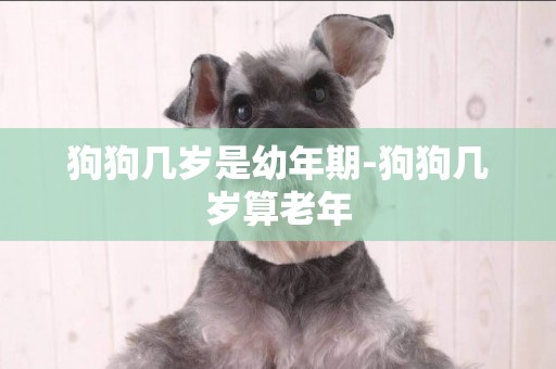 狗狗幾歲是幼年期-狗狗幾歲算老年