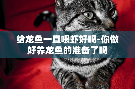 給龍魚一直喂蝦好嗎-你做好養龍魚的準備了嗎