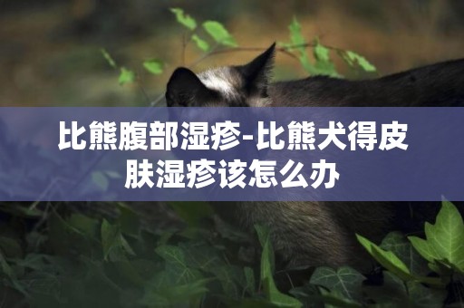 比熊腹部濕疹-比熊犬得皮膚濕疹該怎么辦