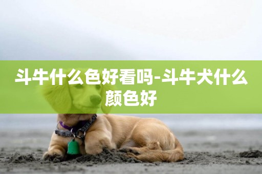 斗牛什么色好看嗎-斗牛犬什么顏色好