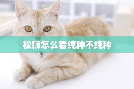 松獅怎么看純種不純種