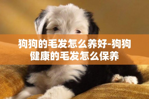 狗狗的毛發怎么養好-狗狗健康的毛發怎么保養