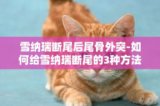 雪納瑞斷尾后尾骨外突-如何給雪納瑞斷尾的3種方法