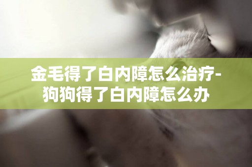 金毛得了白內障怎么治療-狗狗得了白內障怎么辦