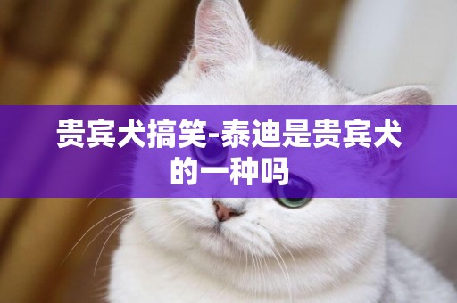 貴賓犬搞笑-泰迪是貴賓犬的一種嗎