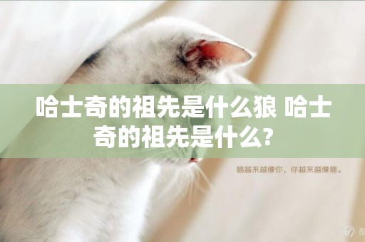 哈士奇的祖先是什么狼 哈士奇的祖先是什么?