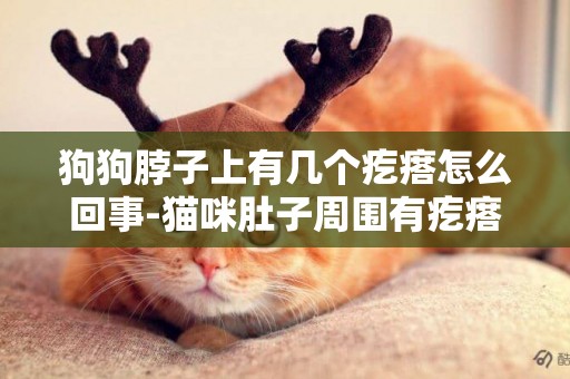 狗狗脖子上有幾個疙瘩怎么回事-貓咪肚子周圍有疙瘩是怎么回事