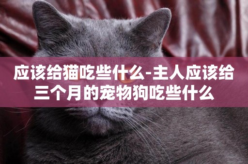 應該給貓吃些什么-主人應該給三個月的寵物狗吃些什么