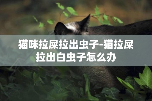 貓咪拉屎拉出蟲子-貓拉屎拉出白蟲子怎么辦