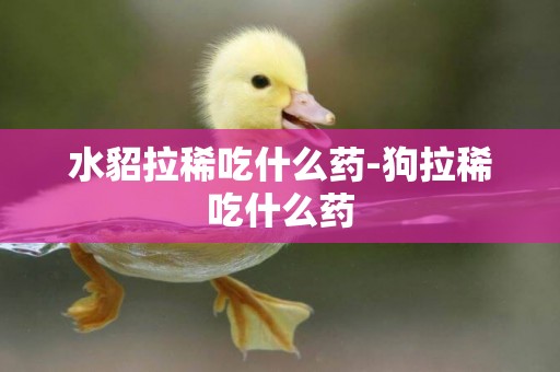 水貂拉稀吃什么藥-狗拉稀吃什么藥