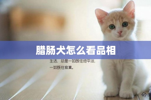 臘腸犬怎么看品相
