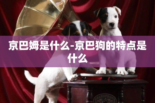 京巴姆是什么-京巴狗的特點是什么
