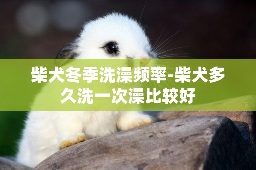 柴犬冬季洗澡頻率-柴犬多久洗一次澡比較好