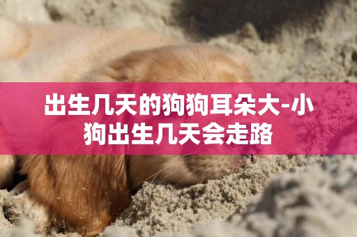 出生幾天的狗狗耳朵大-小狗出生幾天會走路
