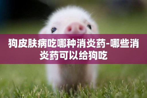狗皮膚病吃哪種消炎藥-哪些消炎藥可以給狗吃