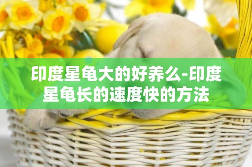 印度星龜大的好養么-印度星龜長的速度快的方法