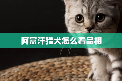 阿富汗獵犬怎么看品相