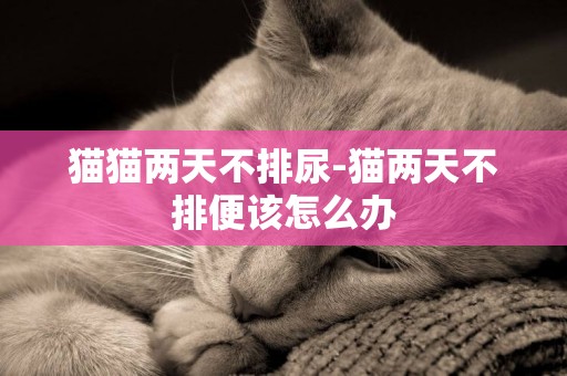 貓貓兩天不排尿-貓兩天不排便該怎么辦