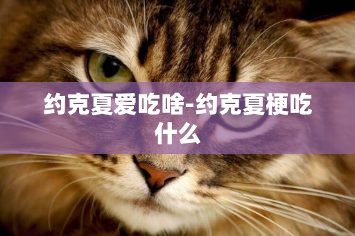 約克夏愛吃啥-約克夏梗吃什么