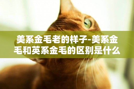 美系金毛老的樣子-美系金毛和英系金毛的區別是什么