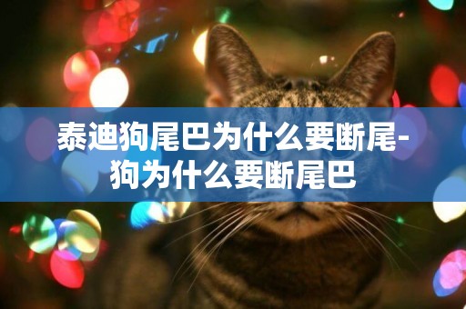 泰迪狗尾巴為什么要斷尾-狗為什么要斷尾巴