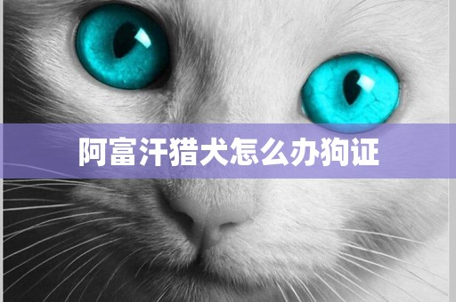 阿富汗獵犬怎么辦狗證