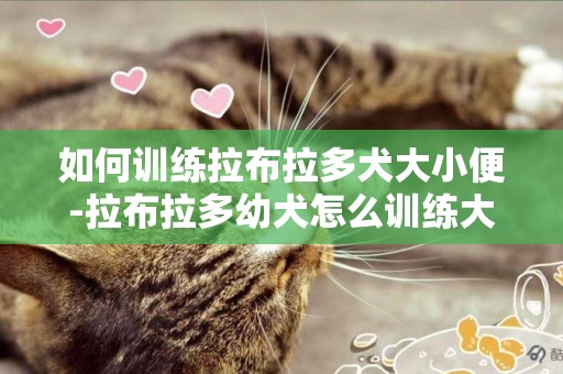 如何訓練拉布拉多犬大小便-拉布拉多幼犬怎么訓練大小便