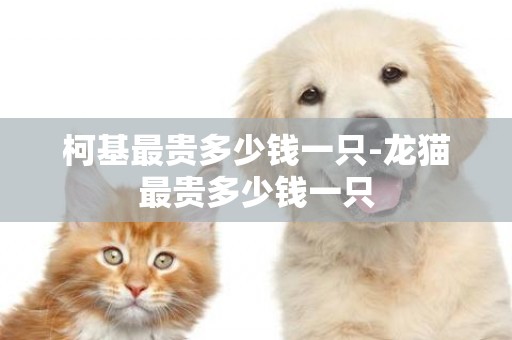 柯基最貴多少錢一只-龍貓最貴多少錢一只