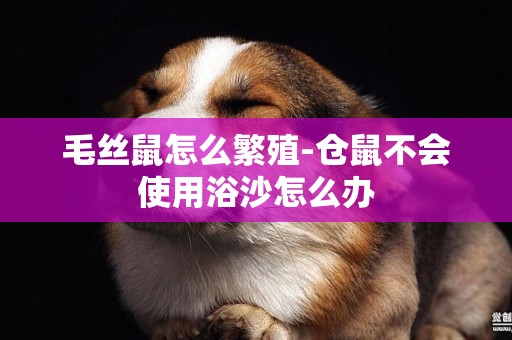毛絲鼠怎么繁殖-倉鼠不會使用浴沙怎么辦