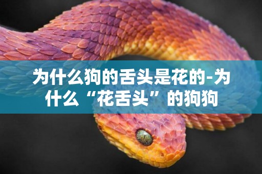 為什么狗的舌頭是花的-為什么“花舌頭”的狗狗