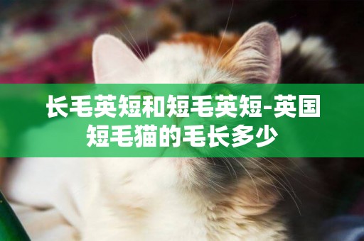 長毛英短和短毛英短-英國短毛貓的毛長多少