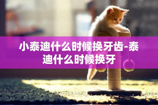 小泰迪什么時候換牙齒-泰迪什么時候換牙