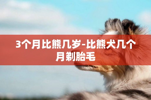 3個月比熊幾歲-比熊犬幾個月剃胎毛
